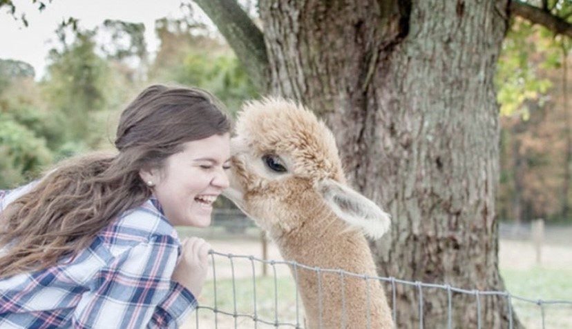 Woman Petting Alpaca Behind Fence at a Farm